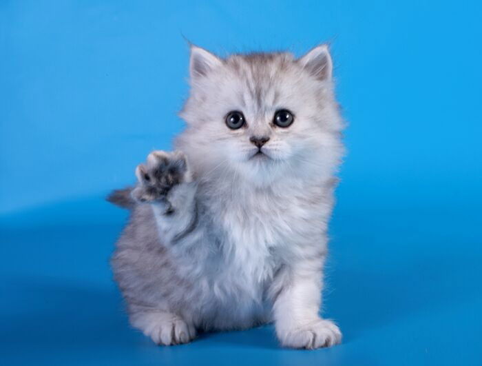 Ирина Инютина