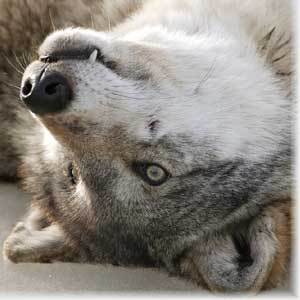 Жасмин Абдыкалыкова