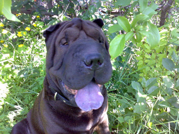 Алексей Алексеевич Просторядин