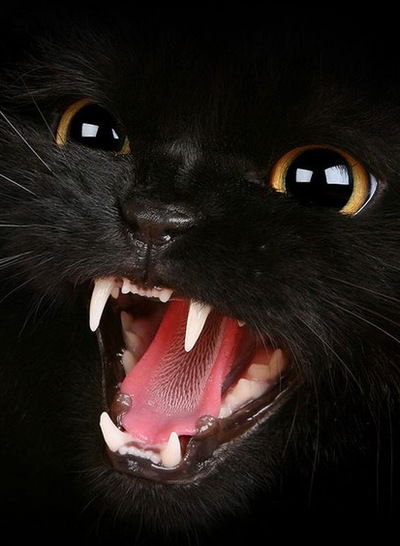 Наталья Иванова