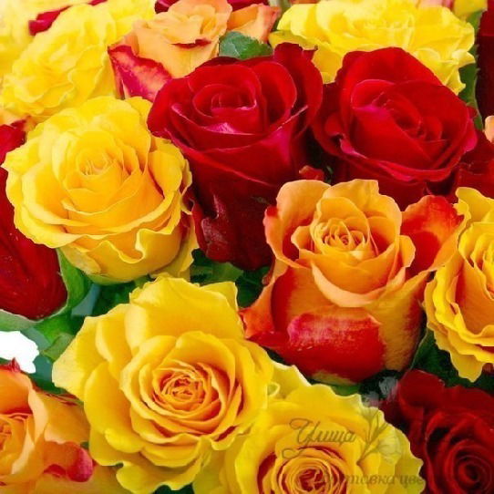 Балауса Балауса