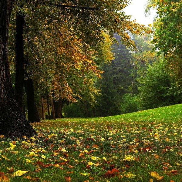 Петр Тарненко