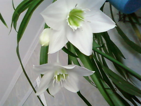 Яна Соловьева