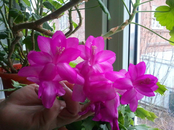 Ксения Другая