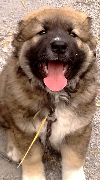 Виктор Капустин