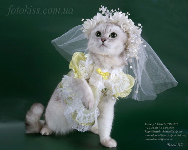 Котик. Котик