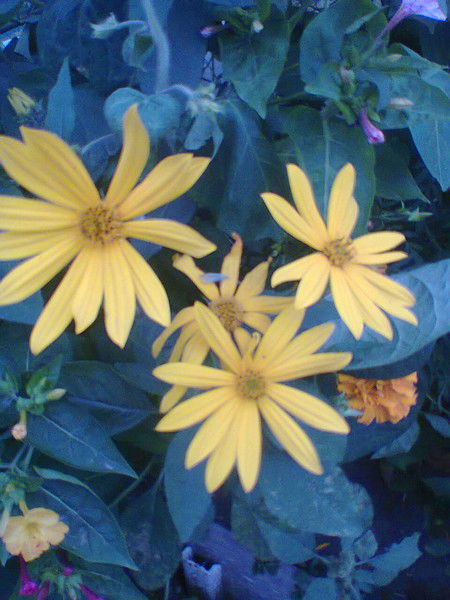 Елена Муха (Нейфельд)