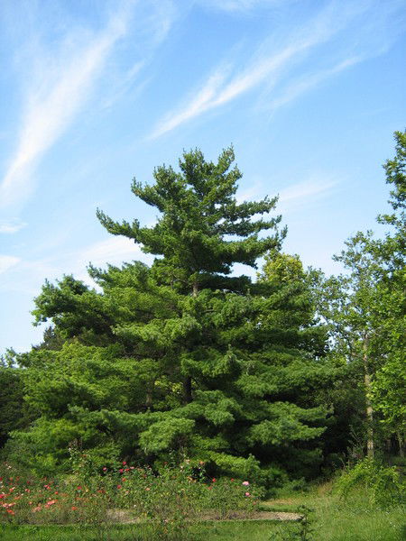 Елена Ткаченко