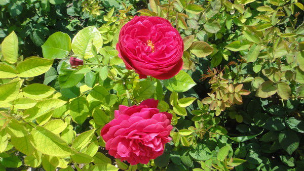 Елена Комарова