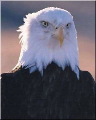 Алмас Сарыбаев