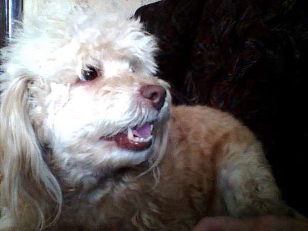 Ирина Фесенко