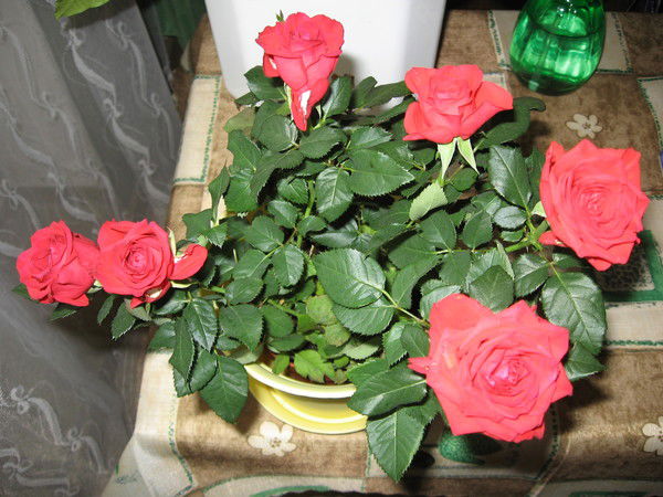 Ольга Быстрова