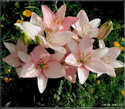 Светлана Светлана