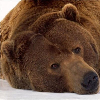 Денис Бибичев