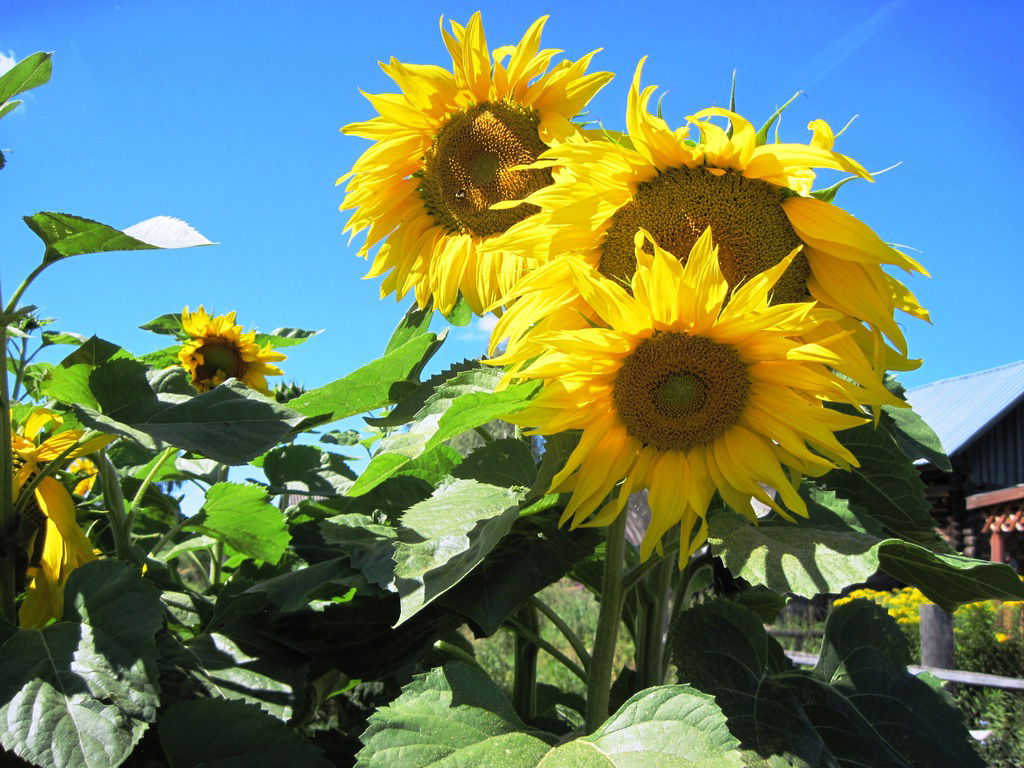 Наталья Сак