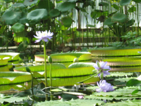 Ирина Коновалова