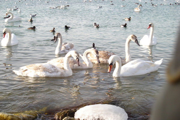 Ольга Загруднева