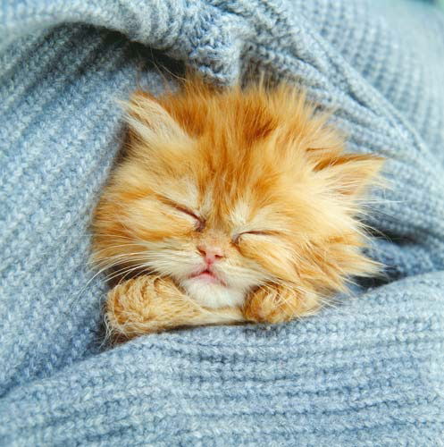 Анжелика Бобылева