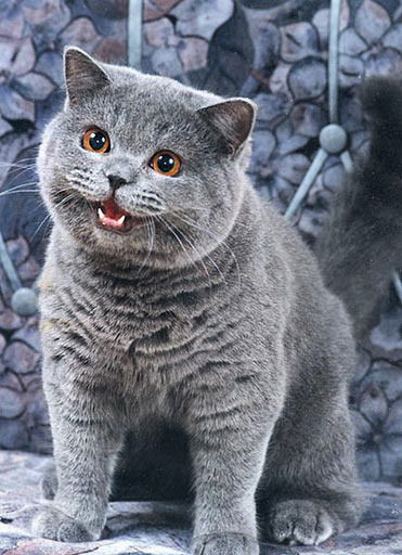 Сергей Кривенков