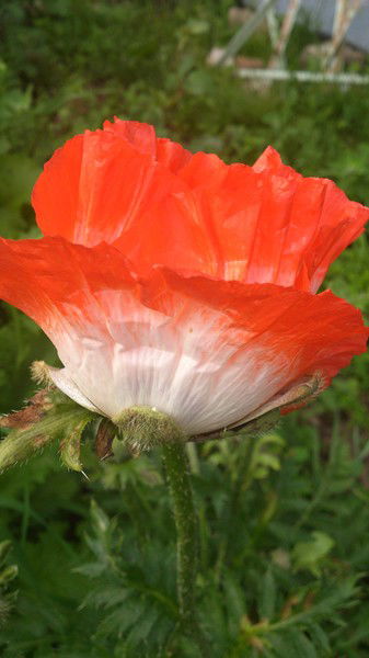 Ирина Орфанова