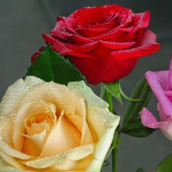 Акимат Новокиенский Сельский Округ