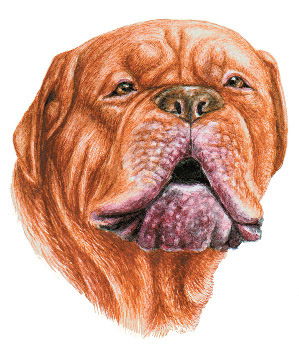 Константин Фрассетти