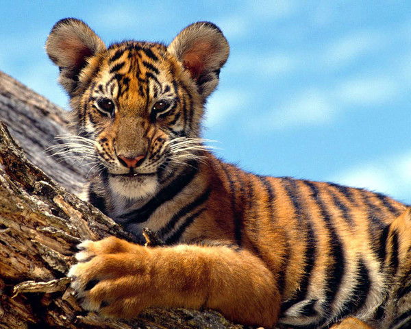 Зокиржон Саттаров