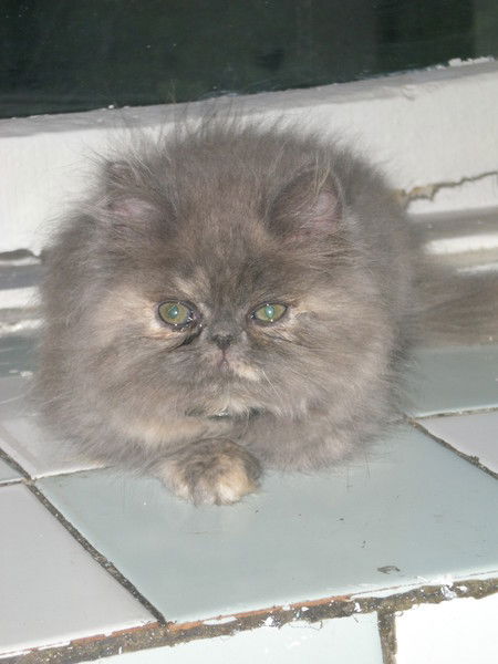 Елена Препута