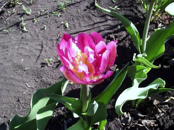 Искра Кострова