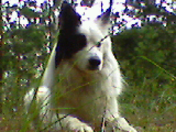 Елена Дёмушкина