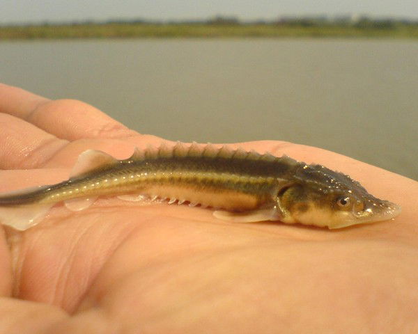 Мурад Кабекенов