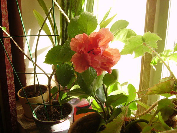 Шкарина Татьяна