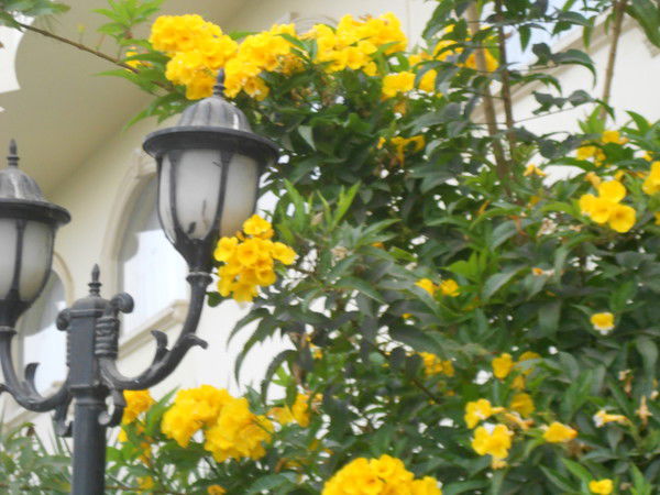 Дина Яковлева