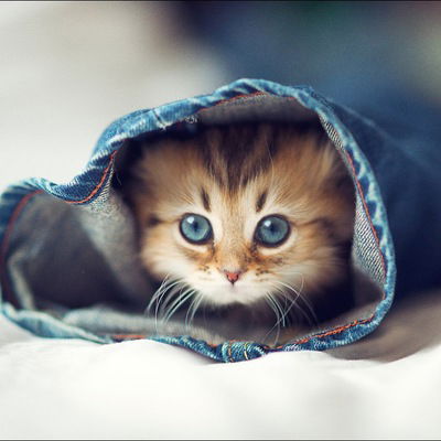 Александр Соколов