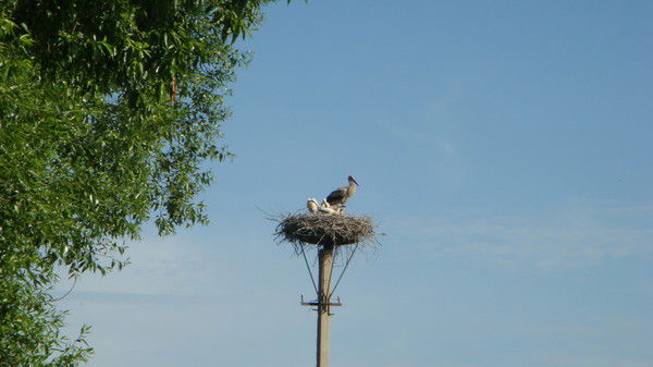 Бусел Бусел