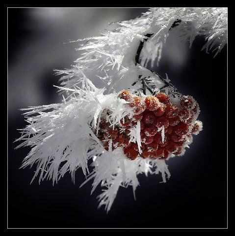 Елена Маштакова