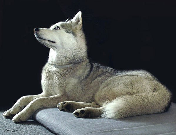 Елена Максимова