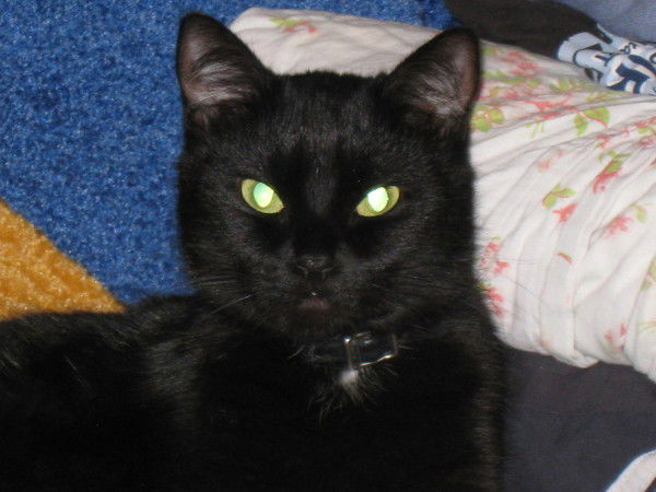 Светлана Снимщикова