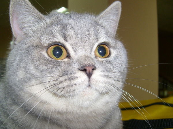 Р. Печёнова