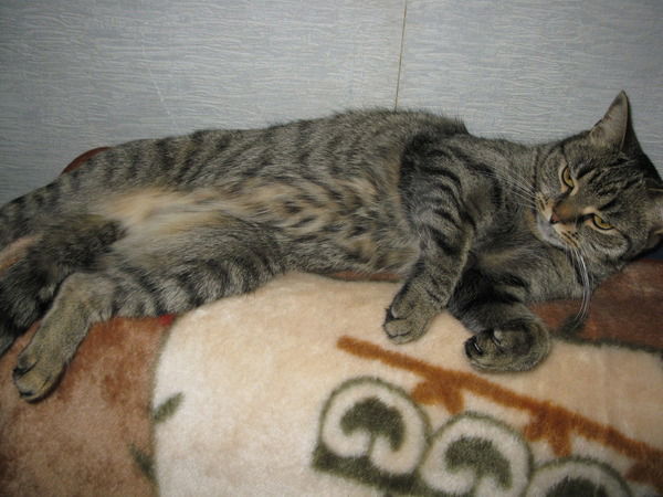 Наталья Дмитриченко