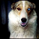 Tori ~Leto~