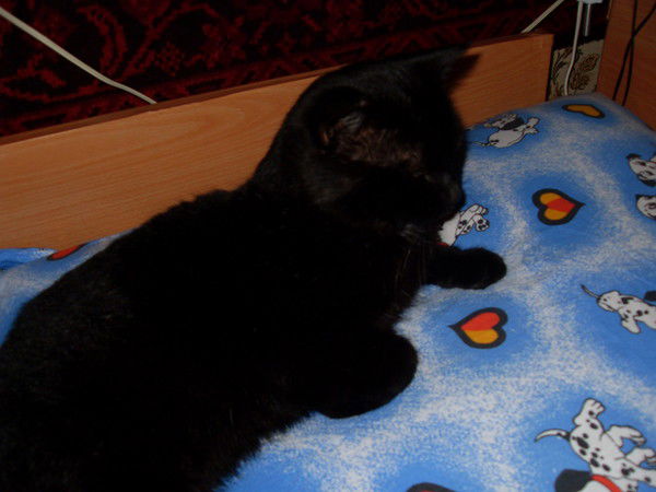 Ольга Зворыгина