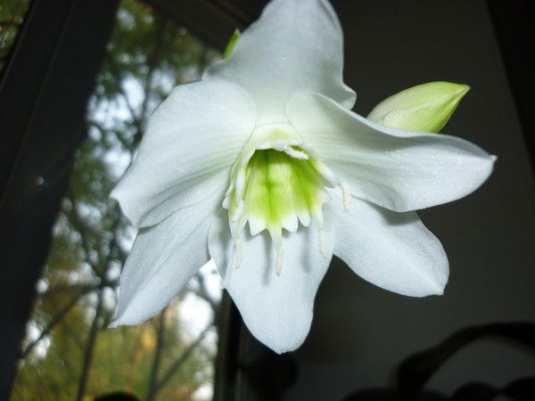 Елена Максимова