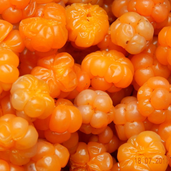 Татьяна Кошечкина