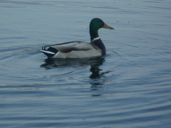 Марина Бареева-Самарина