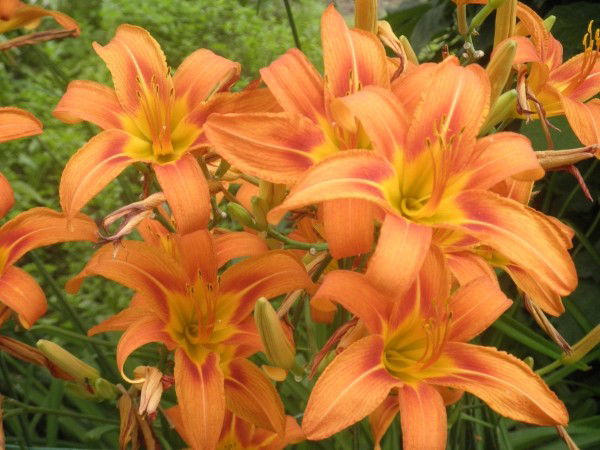 Юлия Оленченко