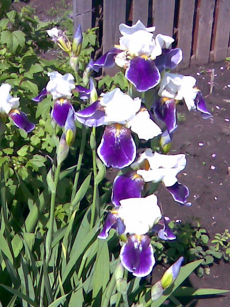 Галина Лазарева