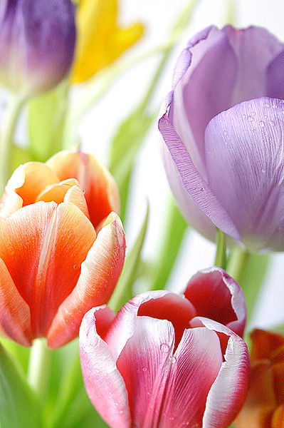 Анэллья Гурвич