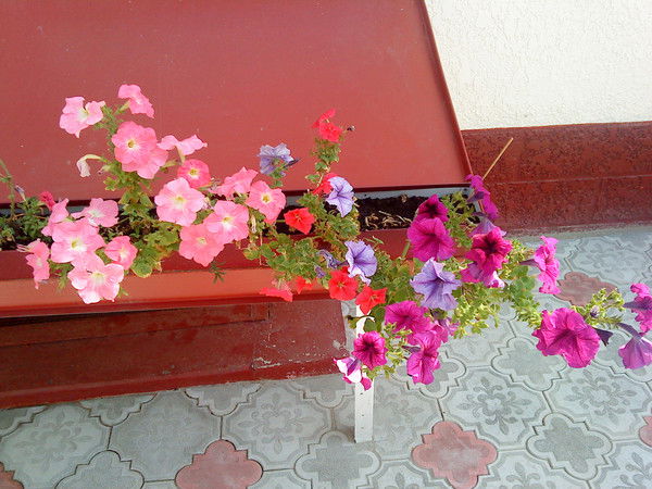 Валентина Григорьева