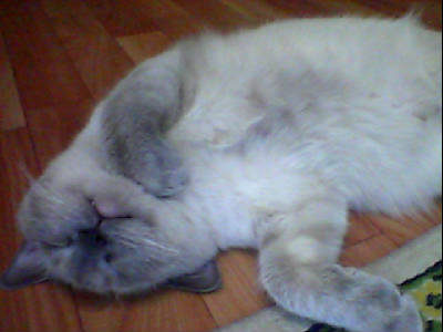 Lysiay Nevsko-Maskaradnaay